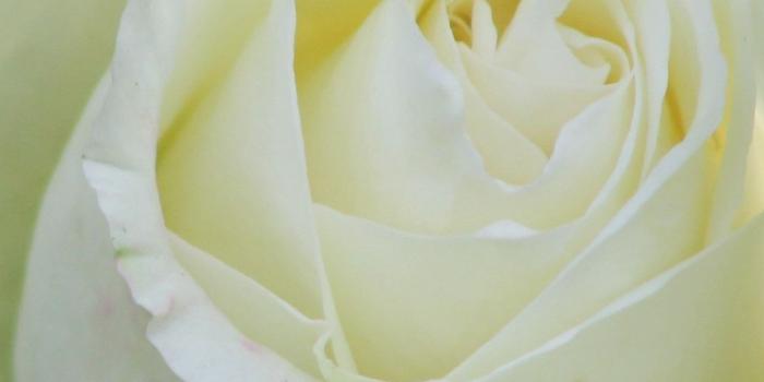 1242x2688 White rose, petals, green background 1242x2688 iPhone XS Max