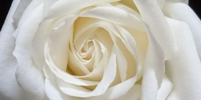 1080x1920 Download 1080x1920 Wallpaper White Rose, Portrait, Samsung Galaxy S4