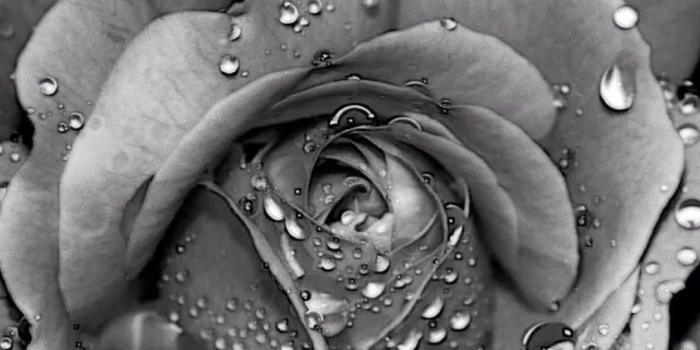 1080x1920 Black and White Rose Wallpaper (61+ images)