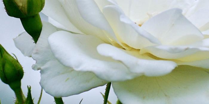 950x1534 Download 950x1534 Wallpaper White Rose, Flower, Small Buds, I Phone