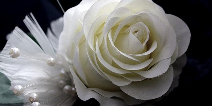 1219x813 Flower: White Rose Soft Flower Wallpaper Iphone 6 for HD 16:9 High