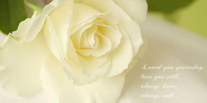 1600x1200 White Rose Love Quotes Wallpaper Wallpaper | WallpaperLepi