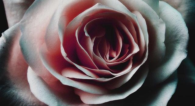 640x1385 Iphone X White Flower Wallpaper - Flowers Healthy