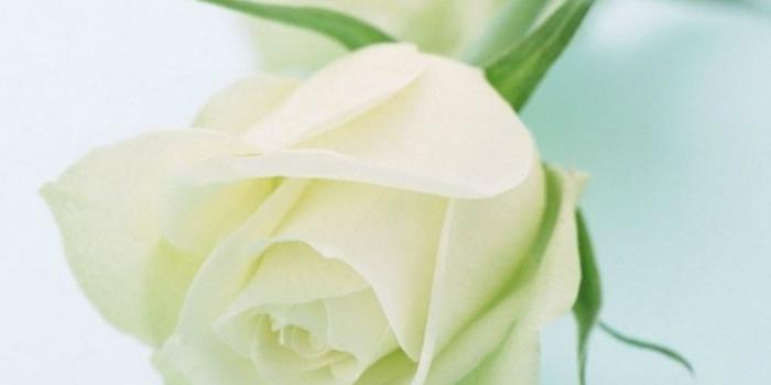 1080x1920 White Rose Images Wallpaper - Wall.BestPoemView.CO