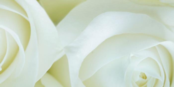 1125x2436 Download 1125x2436 wallpaper white roses, decorations, flowers