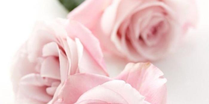 706x1362 Pink Rose Iphone Wallpaper | HD Wallpapers Download