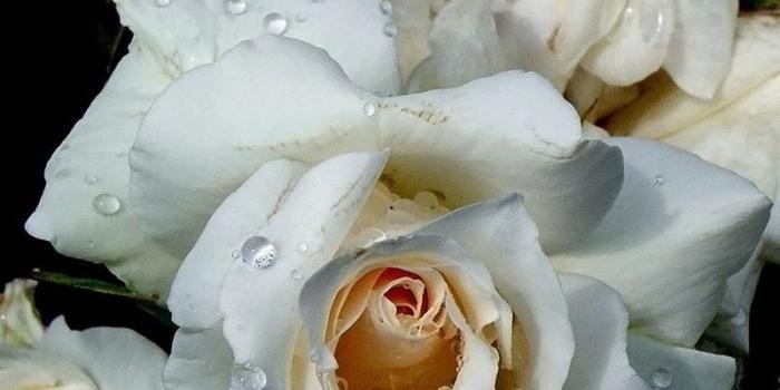 800x1200 Download wallpaper 800x1200 flowers, white, rose, drop iphone 4s/4