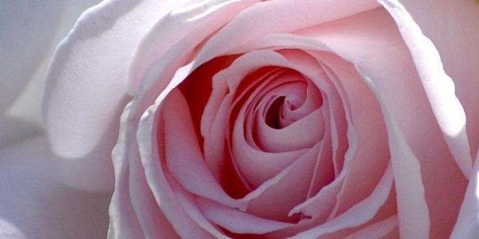 750x1334 White Rose HD Wallpaper iPhone 6 / 6S - HD Wallpaper - Wallpapers.net