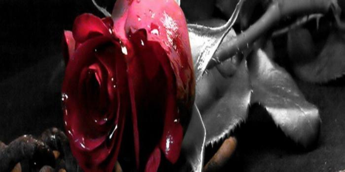 1080x1920 Black and White Rose Wallpapers (62+ background pictures)