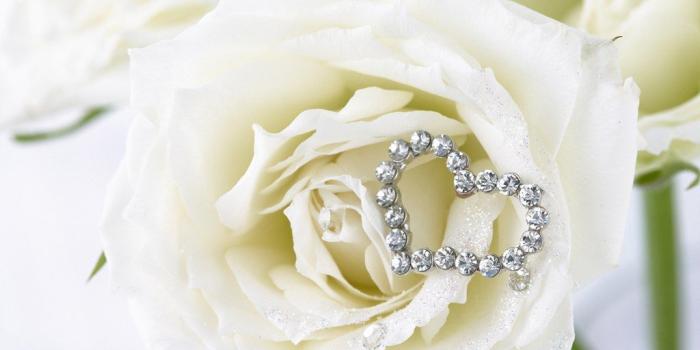 1024x768 White rose wallpapers Gallery