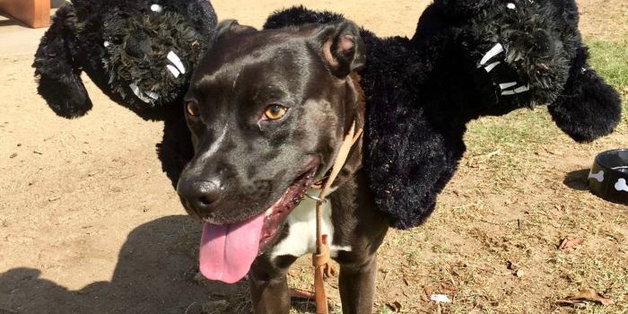 2100x1749 Cerberus Aka. 