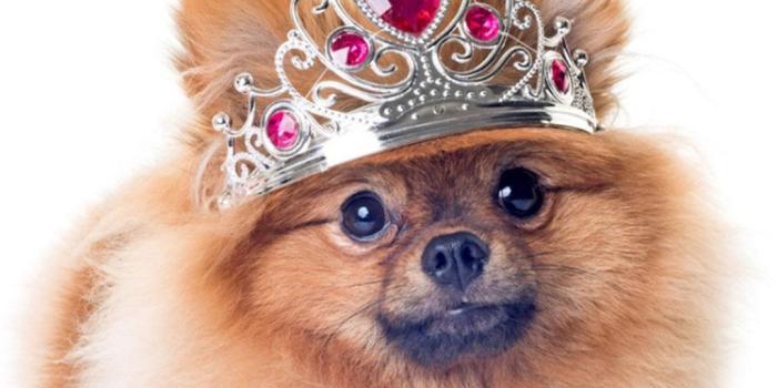 1080x1920 Cute Pomeranian Wallpapers for Android - APK Download