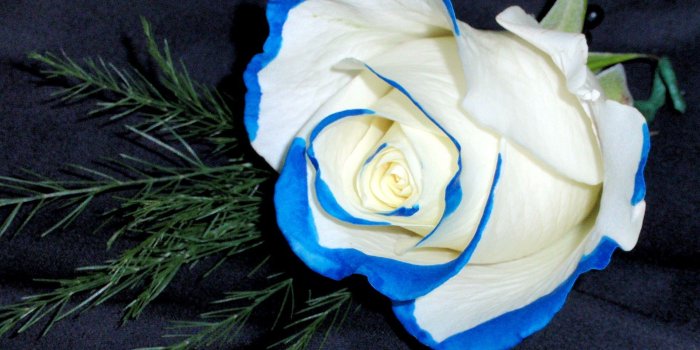 1923x1438 boutonniere - blue tipped white rose | Prom | White boutonniere