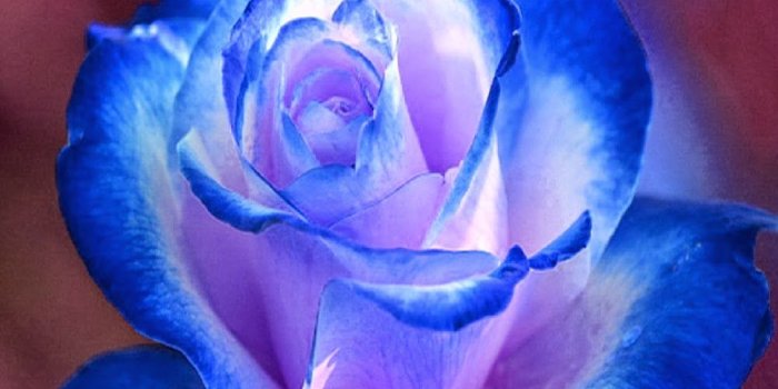 1000x882 habrumalas: Purple And White Rose Wallpaper Images