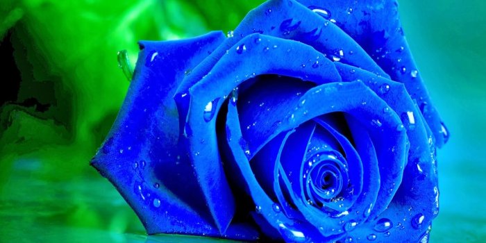 1600x1000 Blue Rose Wallpapers - keywords HERE