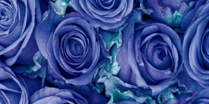 770x1371 Flowers - Blue roses. | 