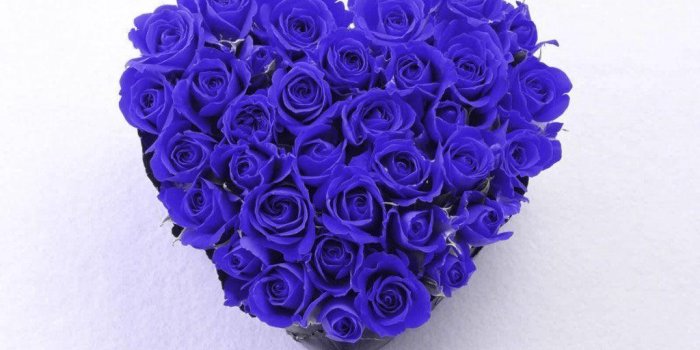1024x768 Blue Rose Wallpapers