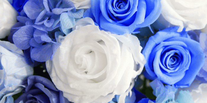 1920x1441 White and blue roses HD Wallpaper | Background Image | 1920x1441