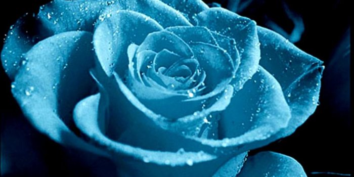 1024x939 Rose - Flowers Photo (33903542) - Fanpop