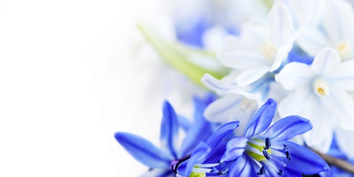 1920x1200 Blue White Flowers 1920×1200 | Gardens And Flowers HD Wallpapers
