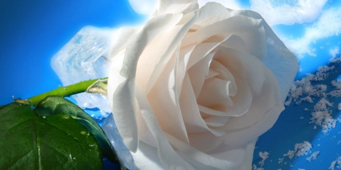 1600x1200 White Rose HD Wallpaper 35192 - Baltana