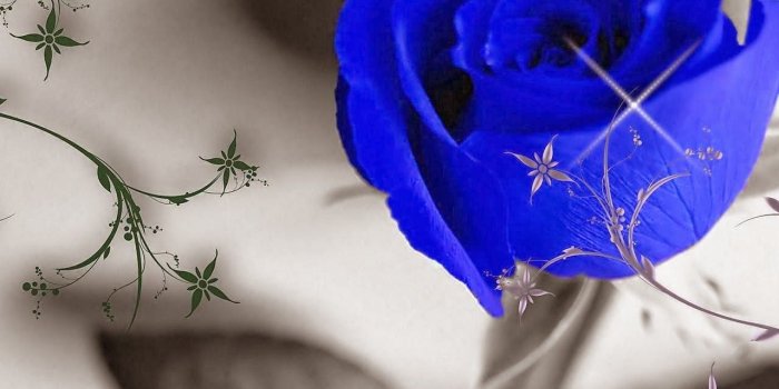1280x953 Free download Blue Rose Wallpaper background beautiful desktop
