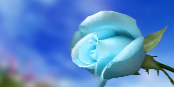 1920x1200 Green And Blue Roses Sky blue rose wallpaper | Rose Garden | Blue