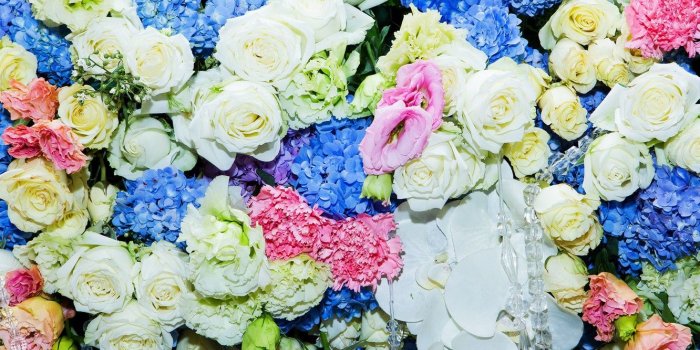 1332x850 Wallpaper flowers, roses, colorful, white, blue, pink, flowers
