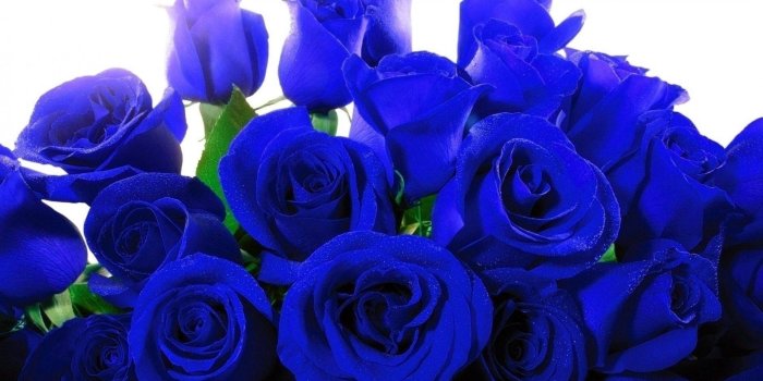 1862x1164 roses wall on roseswall.club | Blue roses wallpaper, Blue
