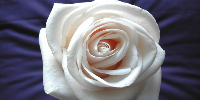 1920x1080 Rose Live Wallpaper Hd - White Rose Facebook Banner (#544718) - HD