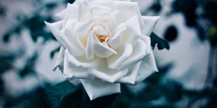 4838x3456 White Rose Wallpaper 54 - [4838x3456]