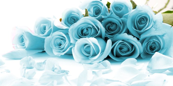2560x1600 dongetrabi: Black And White Blue Rose Images
