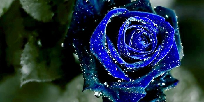 1920x1200 Free download White And Blue Roses Wallpaper Blue rose wallpaper