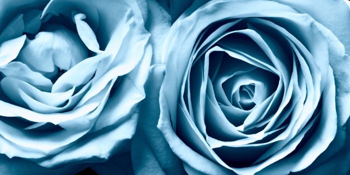 1920x1080 Two white roses HD wallpaper | Wallpaper Flare