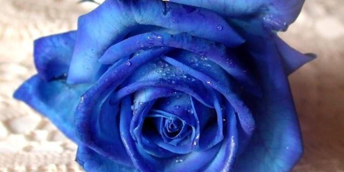 1024x768 Blue Rose | roses/ Hollyhocks, summer flowers, | Rainbow roses, Blue