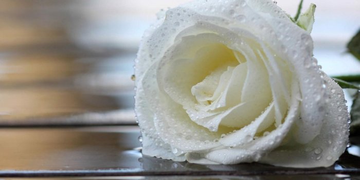 1440x900 White Rose - White Rose Ultra Hd (#498773) - HD Wallpaper Download