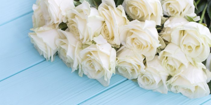 5120x2880 Wallpaper White roses, blue wood board 5120x2880 UHD 5K Picture, Image