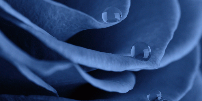 1600x1200 Black and White Rose Water Drops wallpaper – Conservatives Twilight