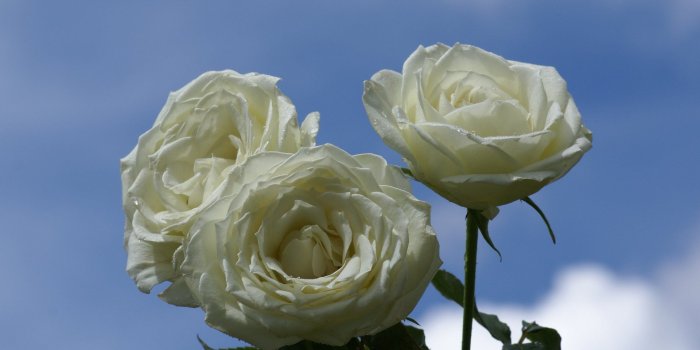 1920x1200 Roses images Pure White Roses HD wallpaper and background photos