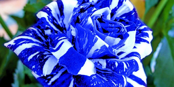 3061x2000 Flowers: Blue White Rose Carol FLOWER BEAUTY NATURE Desktop