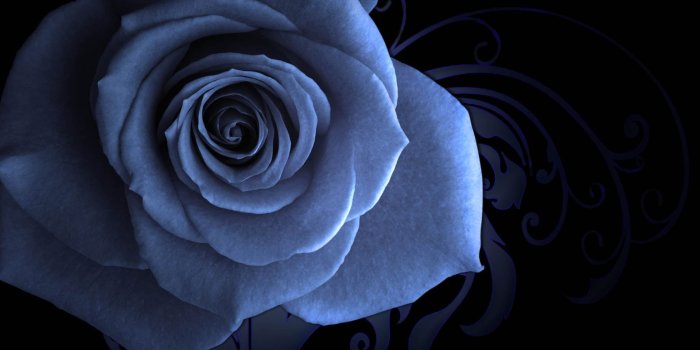 1920x1080 White rose flower HD wallpaper | Wallpaper Flare