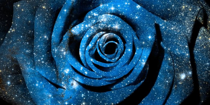 1800x1200 Blue And White Rose Hd Wallpaper - Cosmic Rose (#1233930) - HD