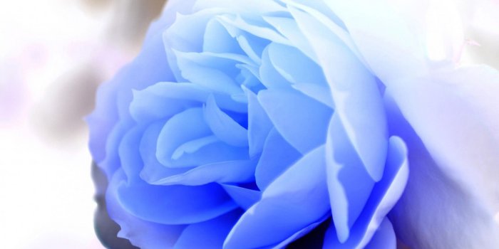 1920x1080 Blue Rose HD Wallpapers