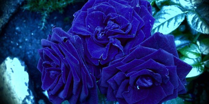 1920x1200 61+ Blue Roses Wallpapers on WallpaperPlay