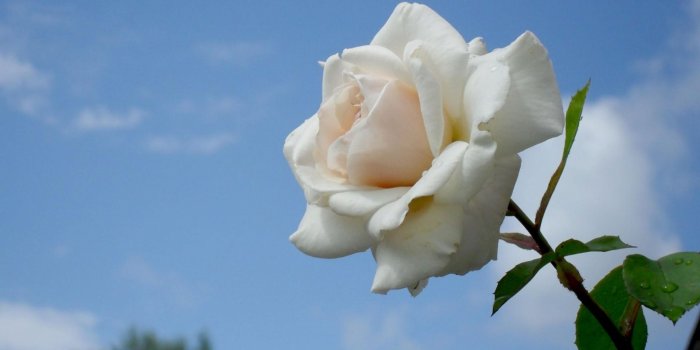 1920x1080 Garden Roses, Flora, White, Rose Family, Rose Full HD, HDTV, 1080p