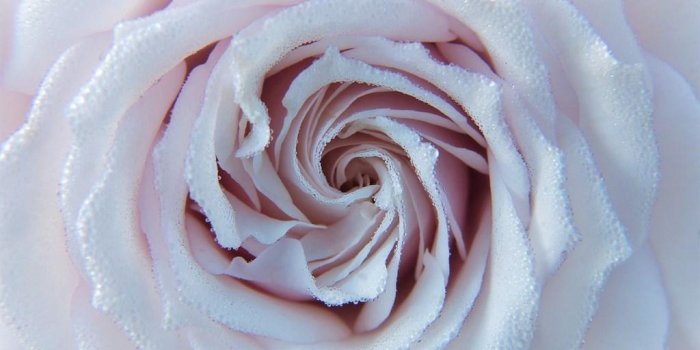 1024x768 White roses Wallpapers for Android - APK Download