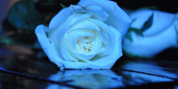 4288x2848 60+ Teal Blue Rose Wallpapers - Download at WallpaperBro
