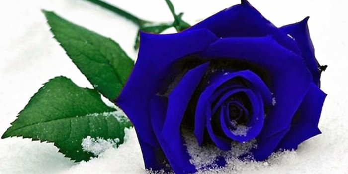 3840x2120 Blue Roses Background (48+ images)