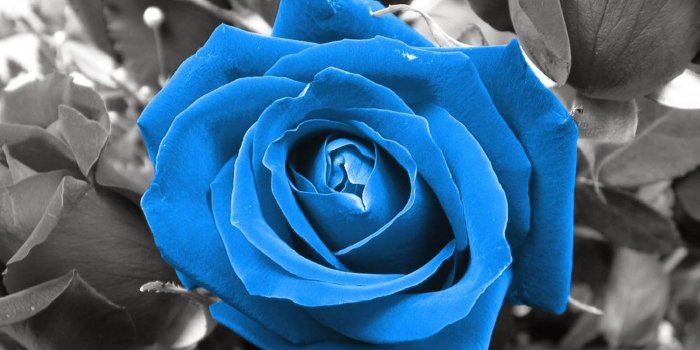 1600x1200 Blue Rose Flower Wallpaper Hd - Flowers Healthy