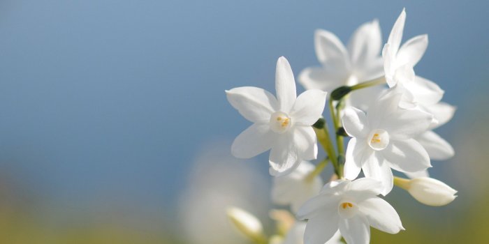 1920x1200 White Flower Wallpaper - Wallpapers Browse